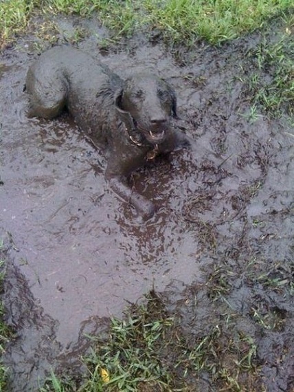 Dog lies in mud