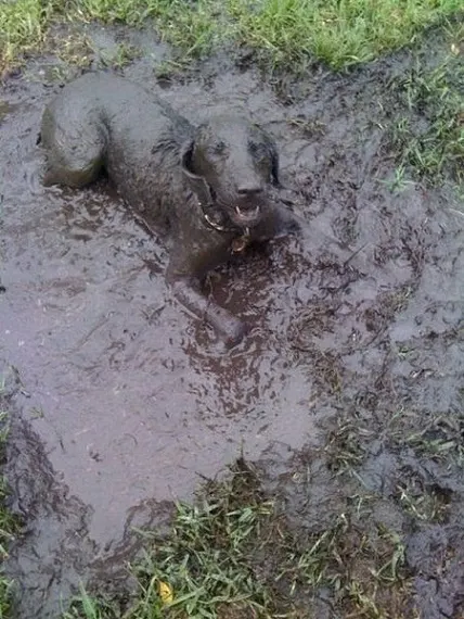 Dog lies in mud