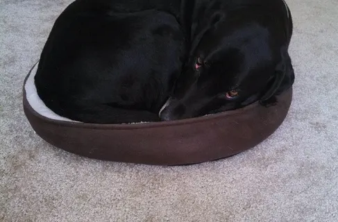 Ace the black Lab in a tiny cat bed