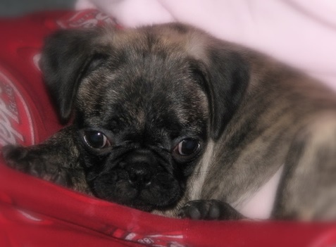 Pug puppy on red blanket