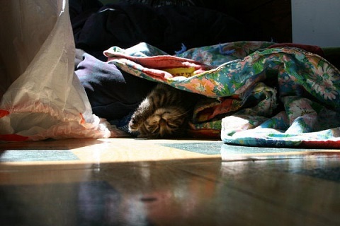 Tabby cat loves the blanket