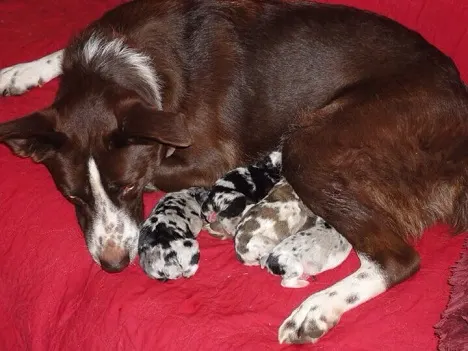 Mama border collie with her babies