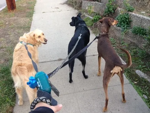 Unsafe to walk three dogs like this