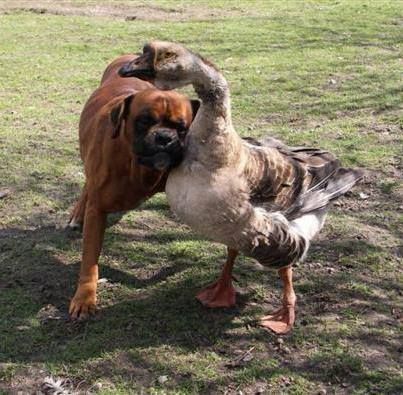 Boxer dog friends with goose