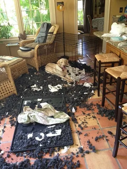 Lab shreds dog bed and kennel