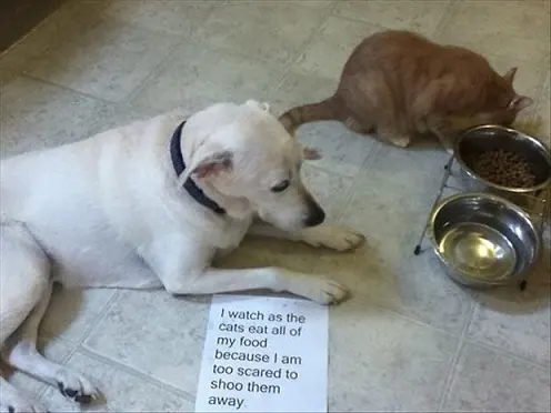 Dog lets the cat steal her food