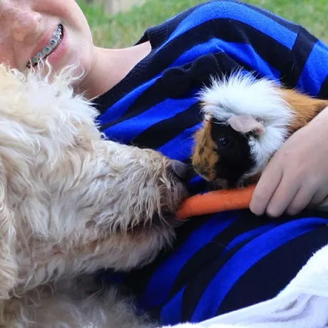 Dog friends with guinea pig