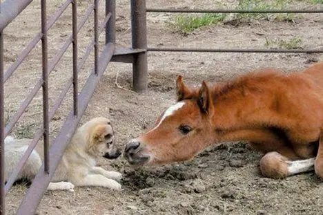 Puppy friends with foal