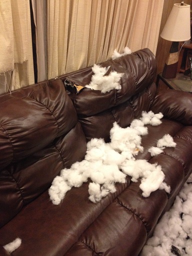 Dog ruined the couch
