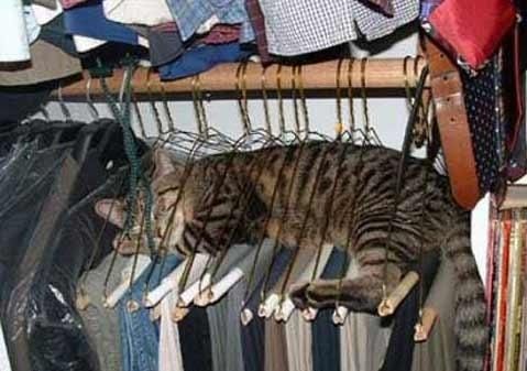 Cat sleeps across shirt hangers