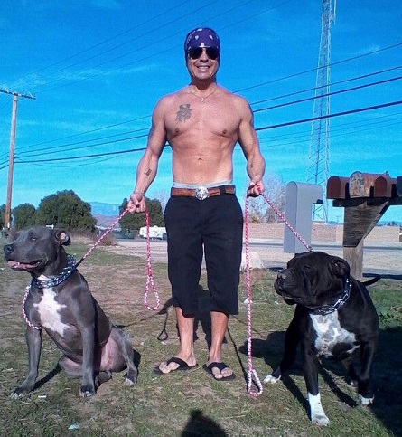 Who is cuter, the shirtless guy or the pitbull-type dogs?