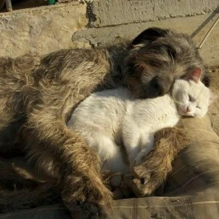White cat cuddles with Irish wolfhound