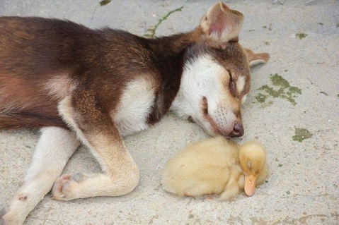 husky puppy naps with duckling