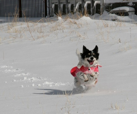 Little dog loves the snow
