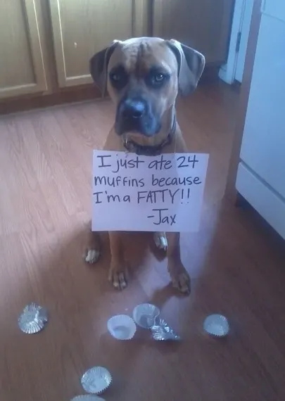 Dog ate all the muffins