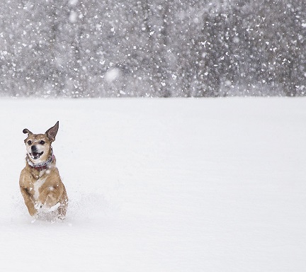 Small dog runs in the snow