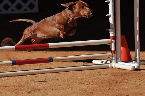 Dog jumps agility jump