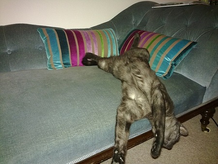 Cat hanging off the couch