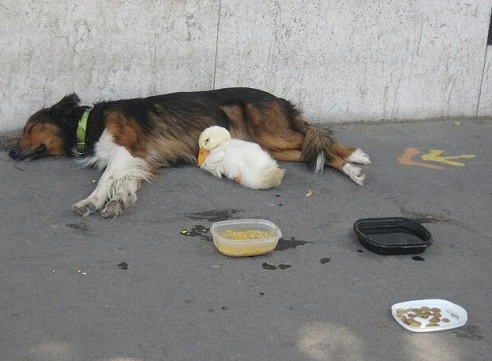 Dog sleeps next to a duck