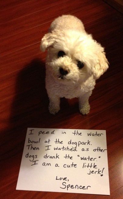 Dog shaming, dog pees in water dish