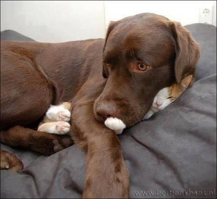 Lab lies on top of cat
