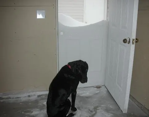 Black Lab thinks there's too much snow