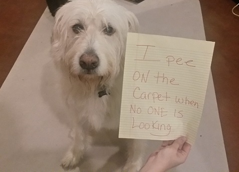 Dog pees on the carpets when no one is looking