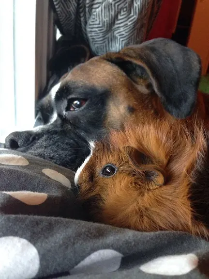 Boxer friends with brown guinea pig