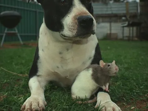 Pittie friends with a rat