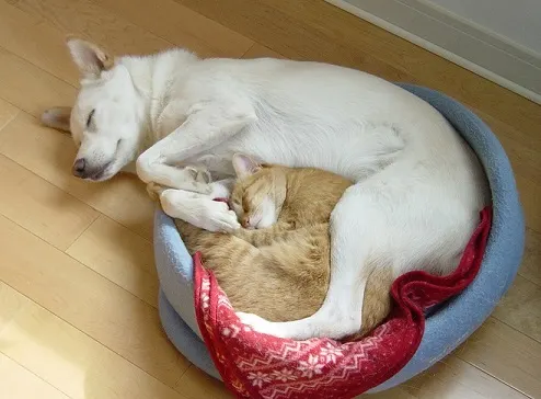 Shiba dog and cat cuddling