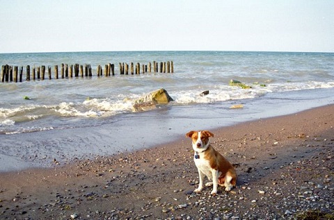 Tessi dog on the beach