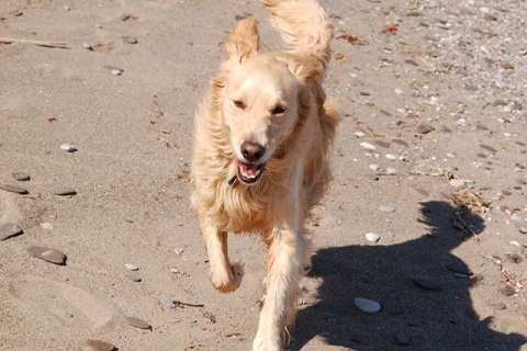 Golden retriever running on the beach