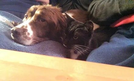 Sophie the springer with Ninja the black and white cat