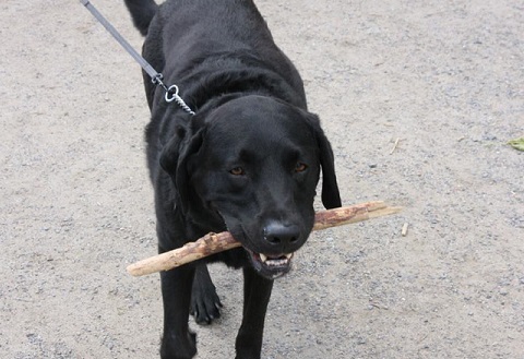 Black Lab plays with a stick