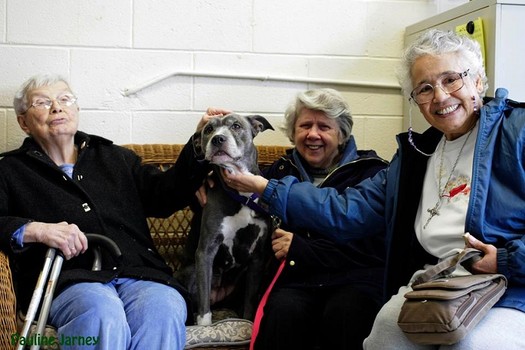 Senior pitbull adopted by three nuns