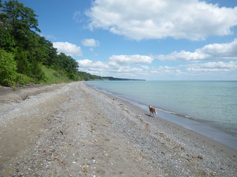 Dog Tessi on the beach
