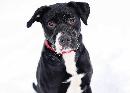 Gemini the cute pitbull mix for adoption in Fargo
