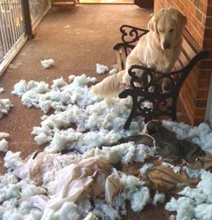 Dog ripped up dog bed