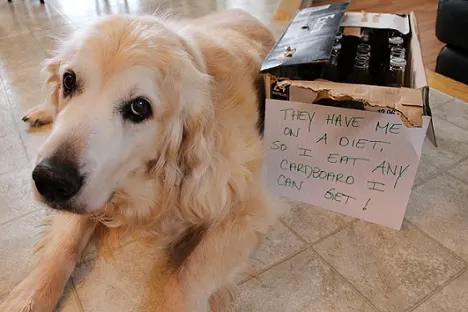 Golden retriever dog shaming