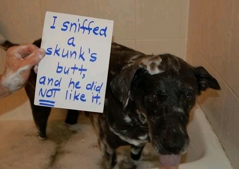 Dog sniffed a skunk