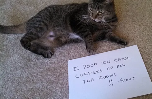 Cat poops on floors