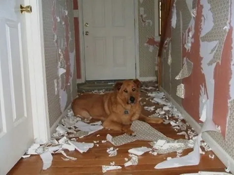 Dog ripped up the wall paper