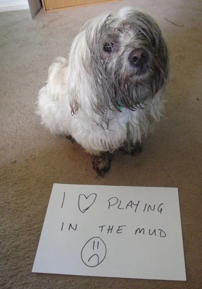 This dog loves the mud!