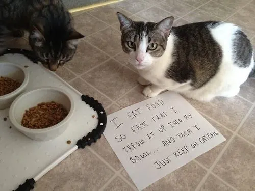 Cat pukes up food and keeps eating