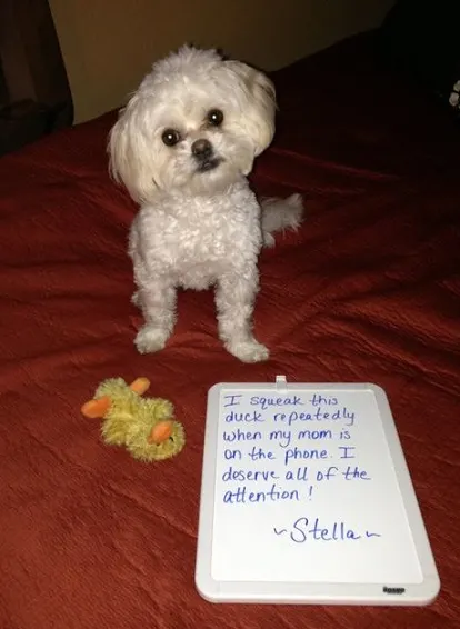 Maltese dog shaming