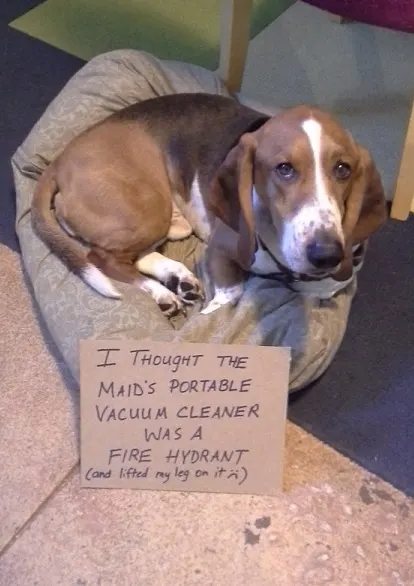 Dog shaming, dog peed on vacuum cleaner