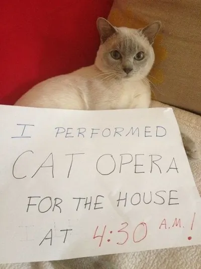 Cat will not stop meowing in the middle of the night cat shaming