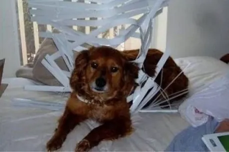Dog destroyed blinds