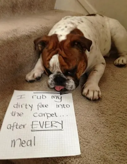 Bulldog dog shaming