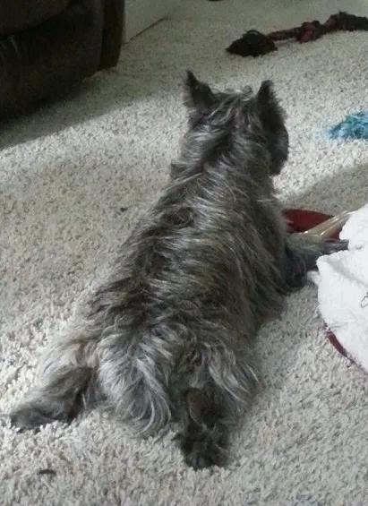 Cairn terrier doing the frog dog pose